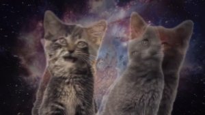 Котики 1 час