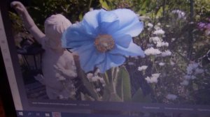 Мои секреты выращивания голубого мака и дельфиниума.