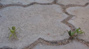 Как выглядит крымский богомол? Как выглядит богомол? Видео богомол в качестве.