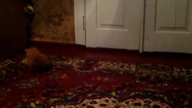 Жираф играется конфеткой смотреть онлайн