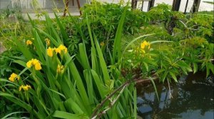 Ирис ложноаировый (водяной)