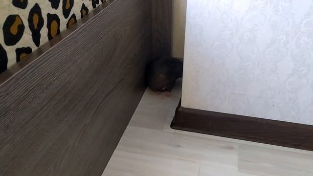 Ошибки в СОДЕРЖАНИИ КРЫСЫ смотреть онлайн