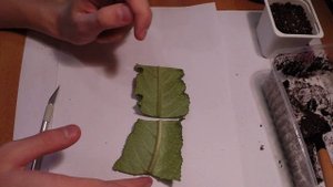 Размножение стрептокарпуса листом