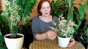 Интересное растение педилантус