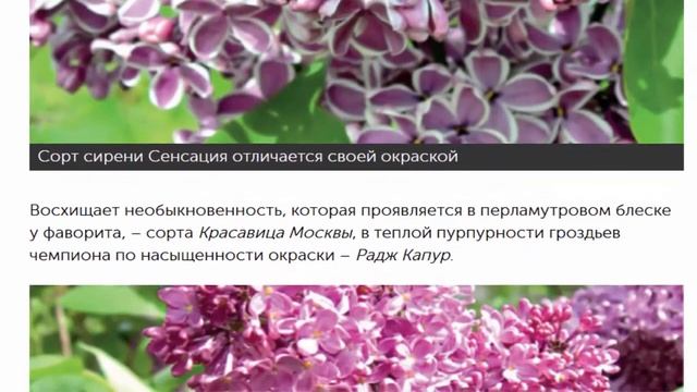 Преимущества корнесобственной сирени