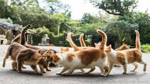 Смешные кошки в изображениях японского фотографа Масаюки Оки