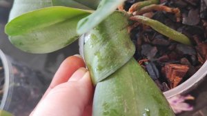 Обработка от клеща без возврата. Последовательность- схема.