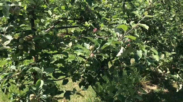 ЯБЛОКИ. Органическое прореживание плодов, сорта ГОЛДЕН и ФУДЖИ