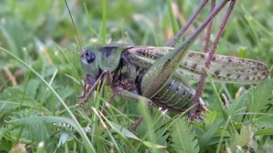 Большой серый, или пестрый кузнечик