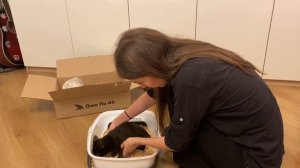 ТЕПЕРЬ НАС ТРОЕ | КАК МЫ ЗАБИРАЛИ КОТЕНКА С ПРИЮТА | И КАК НАЗВАЛИ?