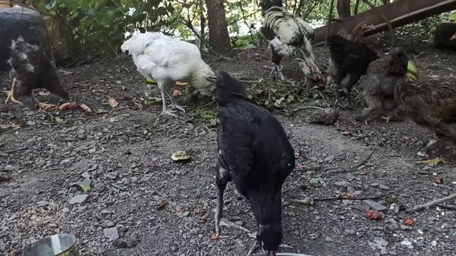 Гергебильская порода кур, брама куропатчатая смотреть онлайн