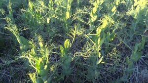 Прямой посев. Горох, сорт Рокет. 6.06.18