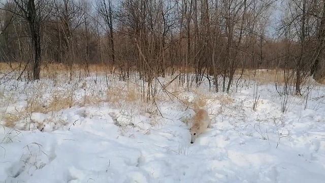 Кто в лес, кто по дрова. Игры русских борзых без поводка