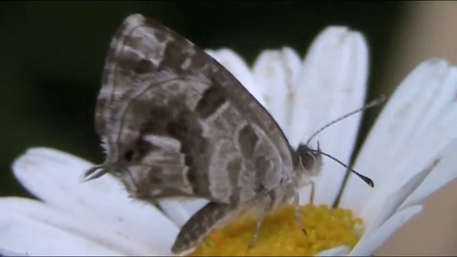 Farfalla su una Margherita - Butterfly on a Daisy смотреть онлайн