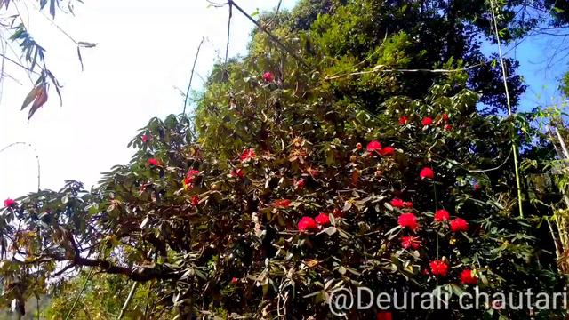Rhododendron flower's tree, National flower of nepal смотреть онлайн