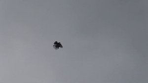 СВГ Голуби, мурый 1-1