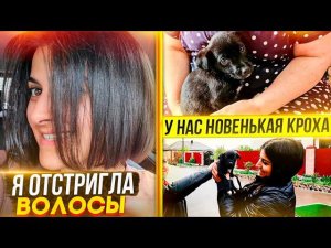 Дала травы кошкам, они напали. У нас новый подобранный щенок. Я состригла волосы. Выгуливаем ВСЕХ