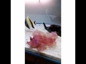 Тропические рыбки Подводные съемки. Аквариум