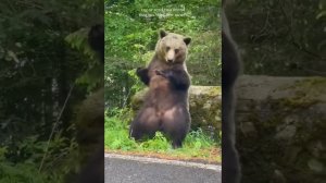 Медведь чешется