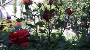 Роза королевский цветок.