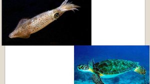 Приспособление живых организмов к среде обитания