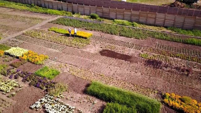 Питомник Солнцецвет 11 смотреть онлайн