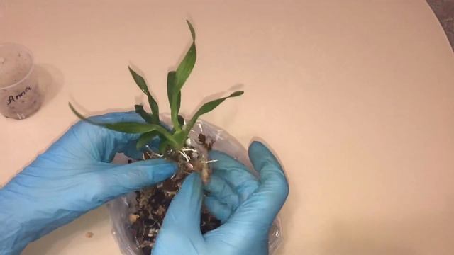 Почвенный гриб в субстрате у орхидеи онцидиум смотреть онлайн