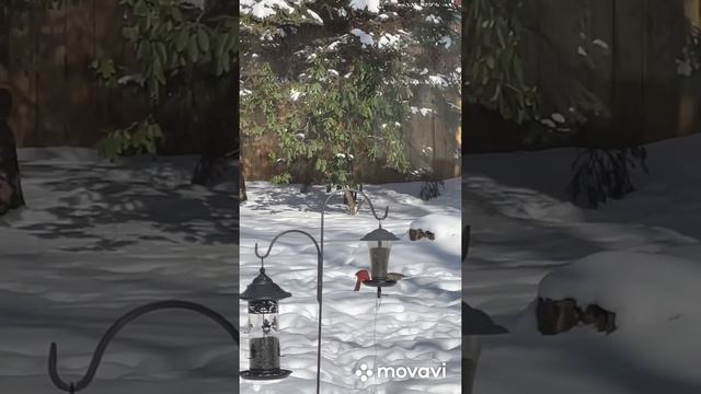 Male and female Red Cardinal at the feeder. Самец и самка Красного Кардинала.