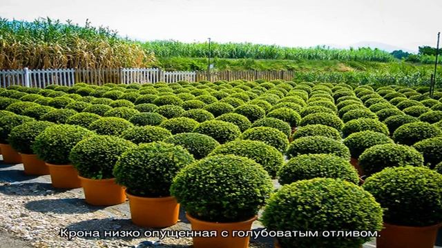 Вечнозеленые растения в саду: варианты, виды, секреты ухода (21 фото)