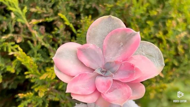 Echeveria Rainbow variegated смотреть онлайн