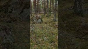 Лесная прогулка в Ленинградской области.