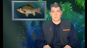 Карась серебристый. Рыбьи портреты. Выпуск 51.