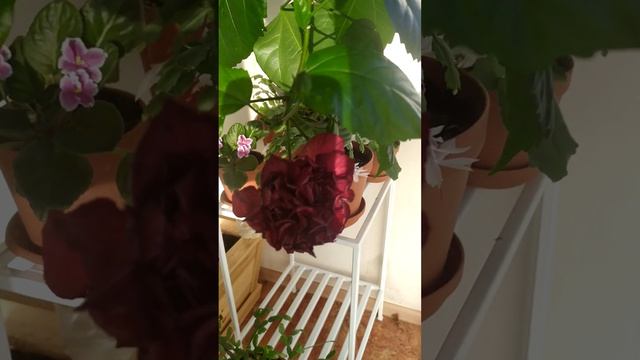 балконное чудо гибискус  Hibiscus Malvaceae