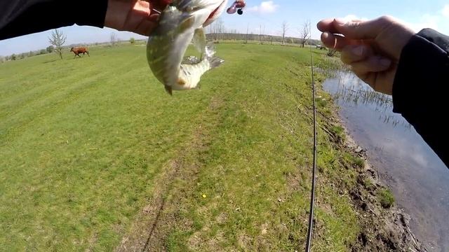 Ловля ЩУКИ в МАЕ на МИКРОРЕЧКЕ с берега! ГОЛАВЛЬ НА ХРУЩА на реке ПСЁЛ смотреть онлайн