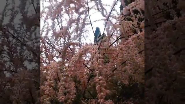 Божье Дерево | Тамарикс | Астраханская сирень | Сочи смотреть онлайн