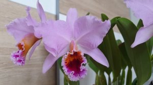 Cattleya percivaliana
