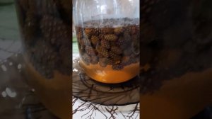 Мёд из сосновых шишек почти готов !!!