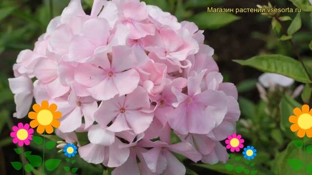 Флокс метельчатый Цвет яблони. Краткий обзор, описание характеристик phlox paniculata TCvet iabloni