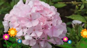 Флокс метельчатый Цвет яблони. Краткий обзор, описание характеристик phlox paniculata TCvet iabloni