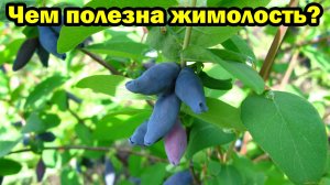 Полезные свойства жимолости