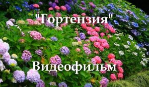 Гортензия_Видеофильм