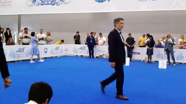 WORLD DOG SHOW-2016 chihuahuas s\c 3 male junior -1 смотреть онлайн