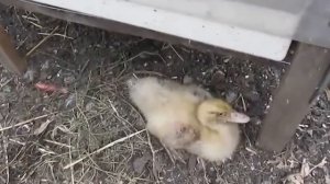 Кто ворует утят и цыплят? Who steals ducks and chickens?