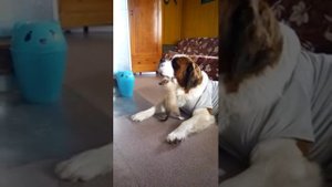 Кошка нападает на собаку!!!