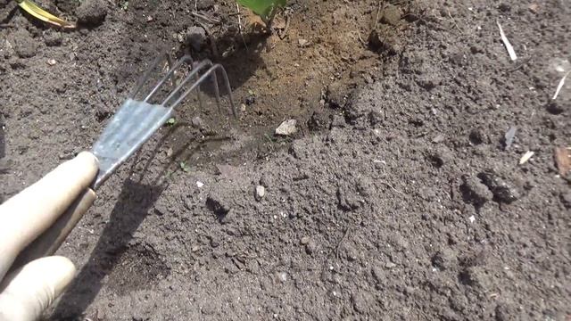 Защитим капусту. смотреть онлайн