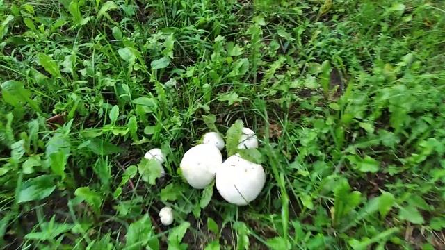 Москва..парк Л Толстого..угадайте название грибов смотреть онлайн