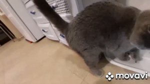 Как стать котом😺
