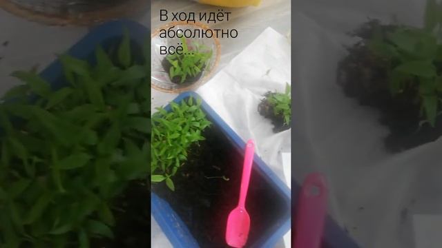 Дневники огородные. Паприка часть 2. Делюсь и пикирую. Болгарский красный перец в апреле смотреть онлайн