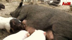 Анита и Маргарита в зоопарке))) Перлы от Маргариты)))