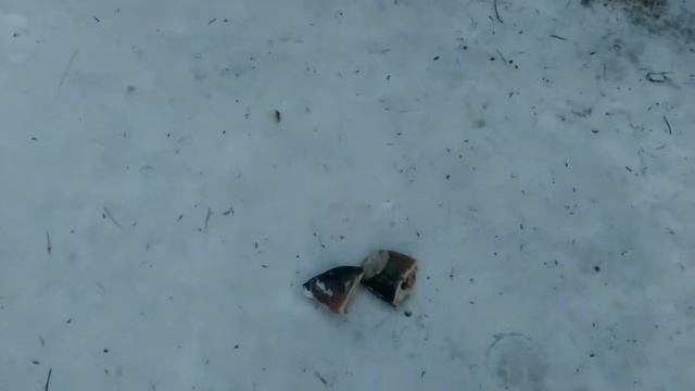 Кормлю собак рыбой смотреть онлайн